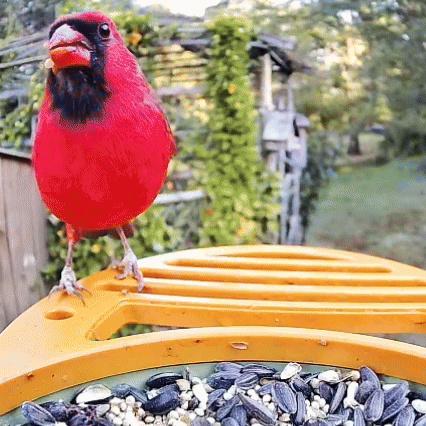 VINGUYS Smart Bird Feeder V-Feeder