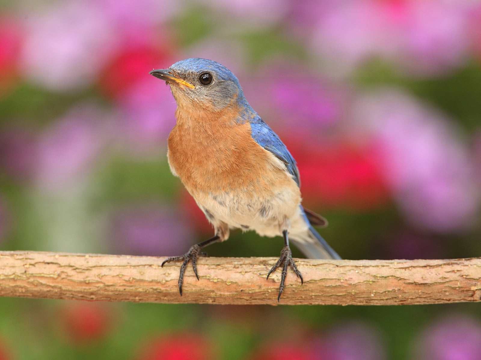 How to Attract Bluebirds to Your Yard
