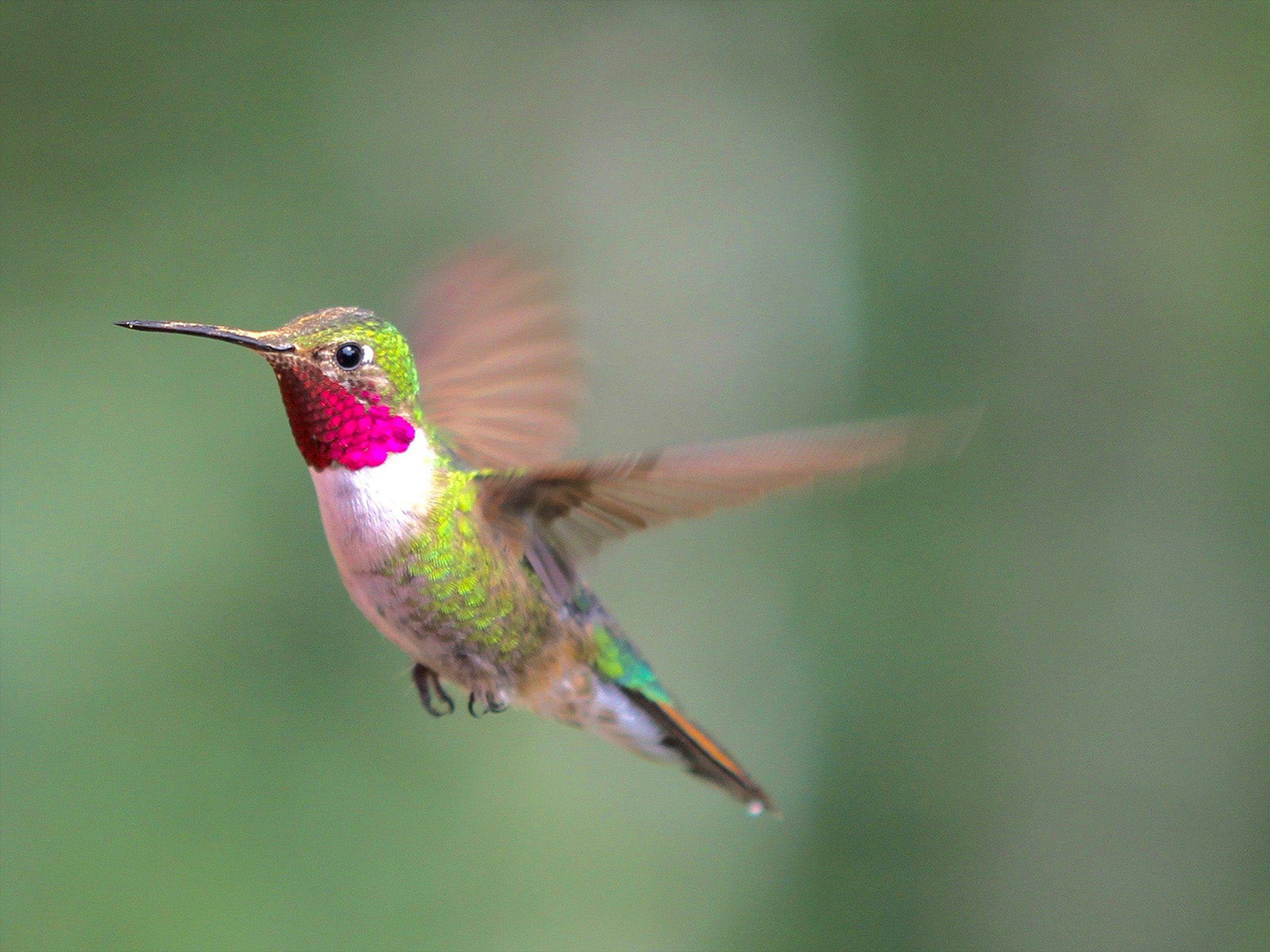 10 Surprising Hummingbird Facts
