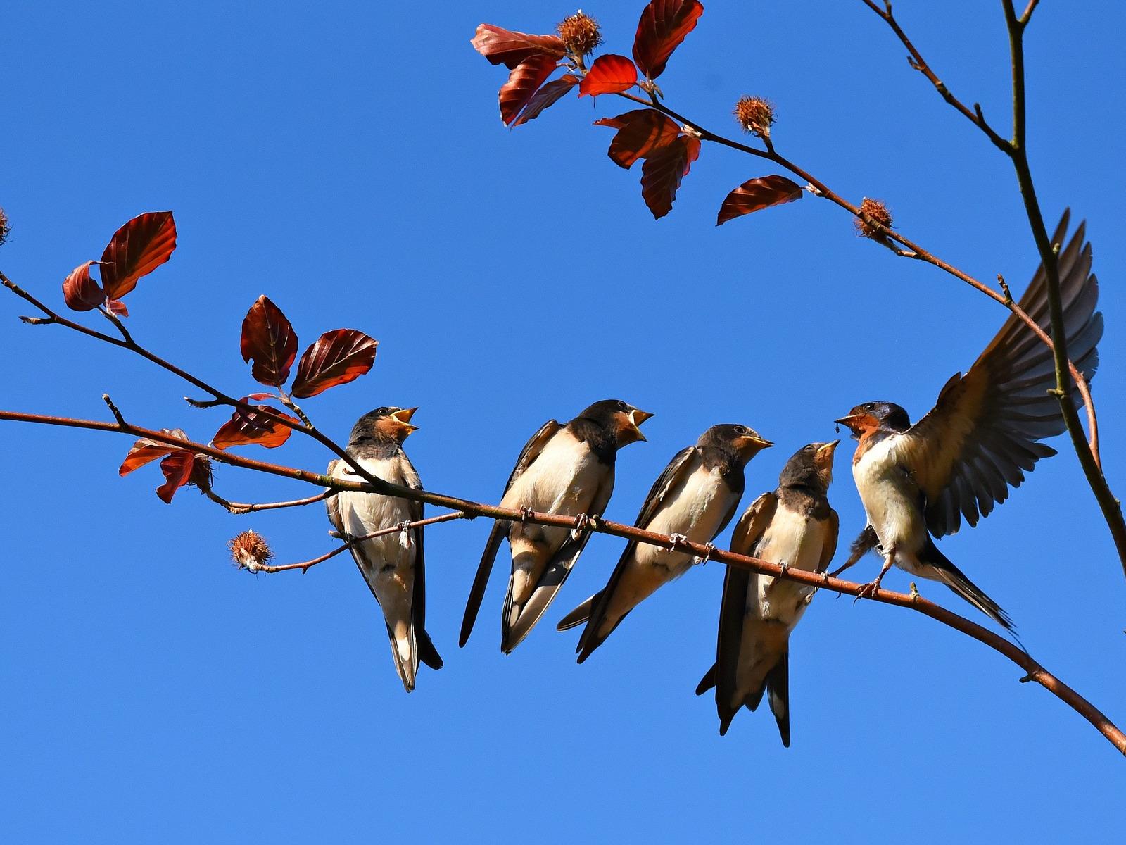 A Day in the Life of Birds